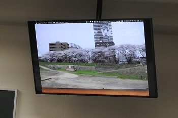 草津川跡地の桜の様子