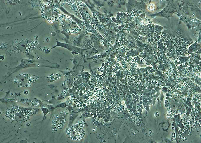 精原細胞のin vitro 培養
