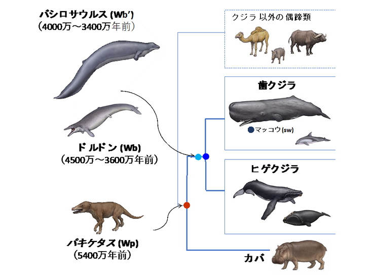 図１.ゲノム解析によるクジラ偶蹄目の系統関係 （動物のイラストは川崎悟司氏（http://www.geocities.co.jp/NatureLand/5218/）提供）