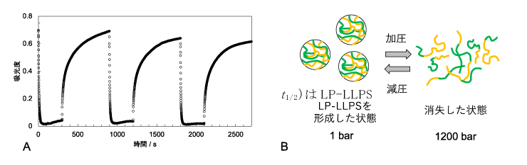 図2. （A）圧力ジャンプに伴う吸光度（濁度）の変化。1気圧から1200気圧へのジャンプで減少し（LLPS消失）、1200気圧から 気圧へのジ ンプで増加（LLPS 形成）を示す。（B）LP-LLPSを形成した状態と消失した状態の模式図。緑と黄色の線がFUS分子を示す。